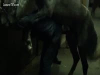 Bestiality Porn - Horse receives delight of fuck by the Cock